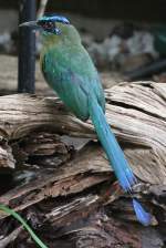 Blauscheitelmotmot (Momotus momota) am 25.9.2010 im Toronto Zoo.