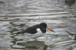 Austernfischer (Haematopus ostralegus) am 13.12.2009 im Tierpark Berlin.