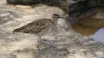 Brachvogel am El Mdano, Tenerife.