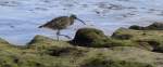 Brachvogel am El Mdano, Tenerife.