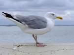 Silbermwe (Larus argentatus), hat im Hafen von Vlissingen ein kleines Andenken hinterlassen;110830