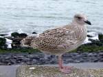 Mantelmwe (Larus marinus)behlt bis ca.