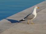 Silbermwe (Larus argentatus) im Hafen von Biograd; 130423