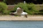 Mwe beim Flug ber dem Rhein bei Unkel - 12.04.2014