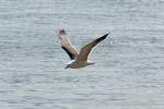 Mwe beim Flug ber den Rhein bei Unkel - 12.04.2014