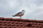 Vermutlich ist das der Silbermwen Altvogel, der den lautstarken Nachwuchs im Fischereihafen Freest beobachtet - 19.08.2014  