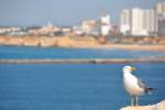 Silbermwe vor der Kulisse von Praia da Rocha (PORTIMO, Distrikt Faro/Portugal, 06.05.2014)