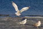 Silbermwe landet am vereisten Ostseestrand.