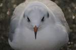 Eine Mwe fliegt nach Helgoland.