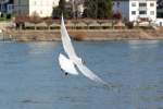 Mwe ber dem Rhein in Remagen - 07.02.2015