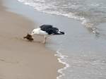 Am Strand von Ghren hat diese Mwe eine Flunder erbeutet.