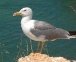 Silbermwe (Larus argentatus).