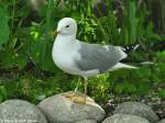 Sturmmwe (Larus canus) im Zoo Hluboka / Tschechien.