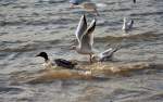 Kampf um Brotkrmel im Rhein zwischen Enten und Mwen - 20.11.2009