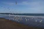 Silbermwen am Strand von Warnemnde (04.01.2014)