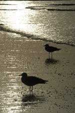 Mwen in der Abendsonne am Strand von Norderney.