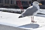 Silbermwe auf dem begehbaren Dach der Oper (OSLO/Norwegen, 06.09.2016)