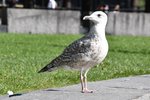 junge Silbermwe am Jernbanetorget (OSLO/Norwegen, 08.09.2016)