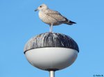 Lachmwe im Hafen von Sassnitz am 30.10.2016