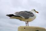 Eine Mwe blickt in Richtung Meer am Nordseeheilbad Norddeich.