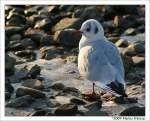 Mwe (Mven - Laridae) am Rhein in Duisburg