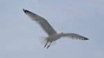 Silbermwe (Larus argentatus) am 10.06.2019 am Strand von BINZ auf RGEN.