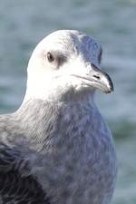 Die Mantelmwe (Larus marinus) ist die grte Mwe in Europa.