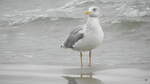 Die Silbermwe (Larus Argentatus) am 03.10.21 am Strand von Binz auf Rgen.