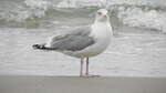 Die Silbermwe (Larus Argentatus) am 03.10.21 am Strand von Binz auf Rgen.