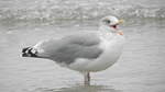 Die Silbermwe (Larus Argentatus) am 03.10.21 am Strand von Binz auf Rgen.