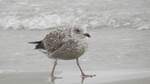 Junge Silbermwe (Larus Argentatus) am 03.10.2021 am Strand von Binz auf der Insel Rgen.