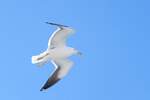 Eine Mantelmwe (Larus marinus) im Flug, am 03.07.2017 vor der schwedischen Insel land.