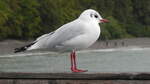 Eine Lachmwe, Larus ridibundus, am 27.09.22 auf der Seebrcke von Sellin auf der Insel Rgen.