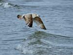 Eine Silbermwe gleitet ber die Ostsee, so gesehen Anfang April 2024 in Priwall.