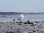 Eine Lachm�we am 12.09.2010 am Strand von Binz auf der Insel R�gen.