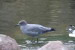 Graumwe (Larus modestus) am 13.12.2009 im Tierpark Berlin.