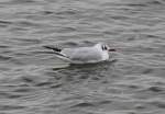 Eine Lachmwe (Larus ridibundus) im Schlichtkleid.