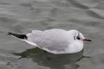 Eine Lachmwe (Larus ridibundus) zeigt sich noch im Schlichtkleid.