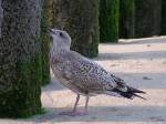 Futtersuche whrend der Ebbe vor der Insel Wangerooge;060826