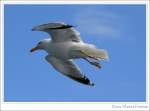 Diese Silbermwe (Larus argentatus) begleitete unsere Fhre bei der berfahrt von Calais nach Dover.