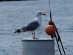 Geduldig wartet diese Mve auf einem Poller im Hafen von Burg auf Fehmarn ob vieleicht doch etwas Fressbares von dem Kutter abfllt der hier festgemacht hat.