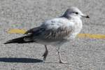 Junge Ringschnabelmwe (Larus delawarensis) am 13.9.2010 auf dem Zooparkplatz in Toronto.