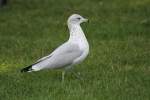 Die allgegenwrtige Ringschnabelmwe (Larus delawarensis) auf einem Spaziergang im Kngurugehege.