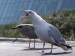 unbedingt auf sich aufmerksam machen will sich diese Silbermwe (Larus argentatus)im Delta-Park Neeltje-Jans;100901