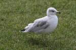 Ringschnabelmwe (Larus delawarensis) am 14.9.2010 in Kingston,ON.