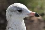 Ringschnabelmwe (Larus delawarensis) am 14.9.2010 in Kingston,ON.