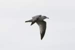 Jugendliche Ringschnabelmwe (Larus delawarensis) am 26.9.2010 in der Second Marsh in Oshawa,Ont.