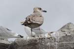 Junge Heringsmwe (Larus fuscus) vor dem ersten Winter.