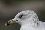 Ringschnabelmwe (Larus delawarensis) am 3.10.2010 im Marineland in Niagara Falls,ON.