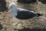 Japanmwe (Larus crassirostris) im Tierpark Berlin.